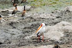 Witwenpfeifgans (3 von 3).jpg